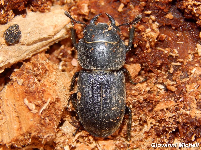 Dorcus parallelepipedus, Lucanidae